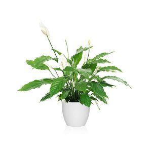 A que hora es mejor regar la planta spathiphyllum