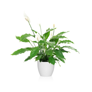 cuándo es mejor regar la planta spathiphyllum