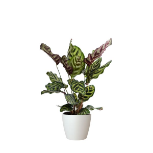 Calathea Makoyana, una de las plantas de moda para este 2025