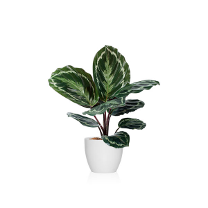 Calathea Medallon, una de las plantas de moda para este 2025