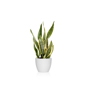 Una clásica planta de moda para este 2025, Sansevieria