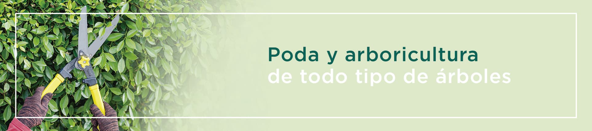 servicio de poda para el cuidado de tu abeto