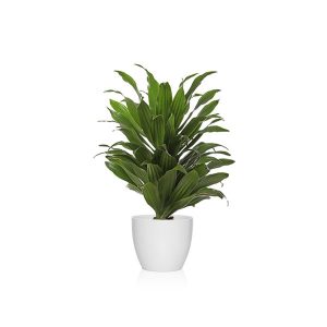 Dracena, la plana que absorbe humedad