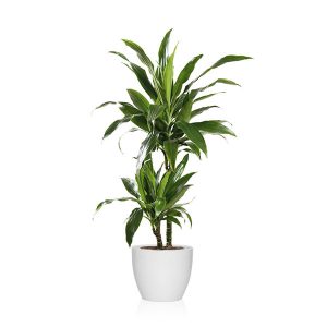 Planta dracena hawaiian sunshine absorbe humedad