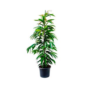 Planta ficus que absorbe la humedad