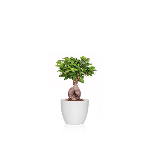 Ficus las mejores plantas para absorber humedad