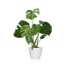 Planta que sobrevive a la humedad la monstera