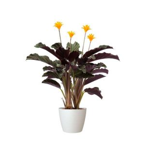 calathea planta pet friendly