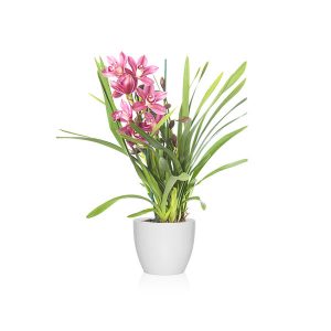 Cymbidium una planta pet friendly para gatos