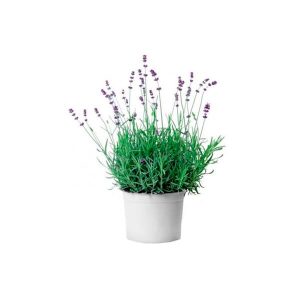 Lavanda una planta petfriendly