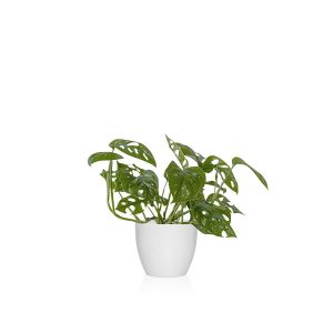 planta que tolera poca luz