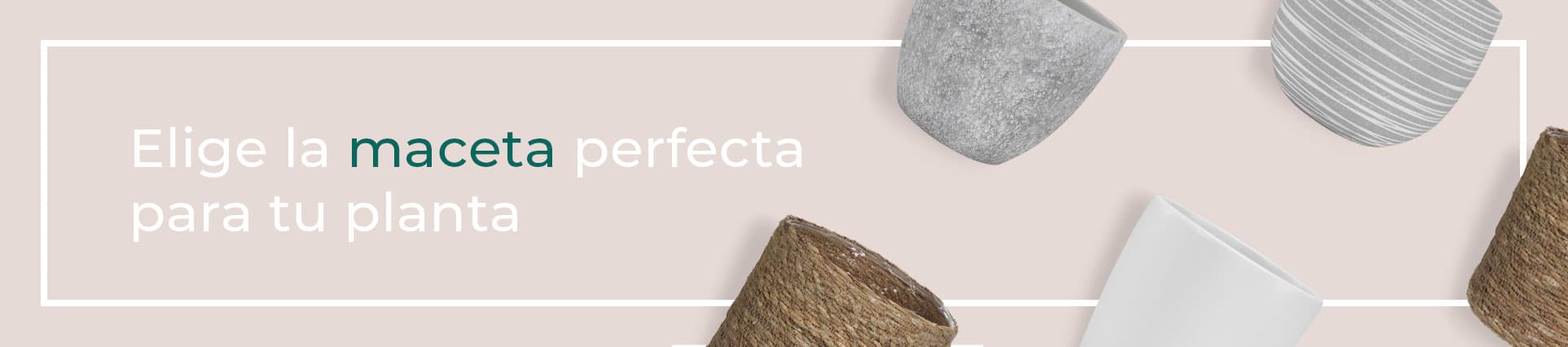 Elige la maceta perfecta para tu suculenta