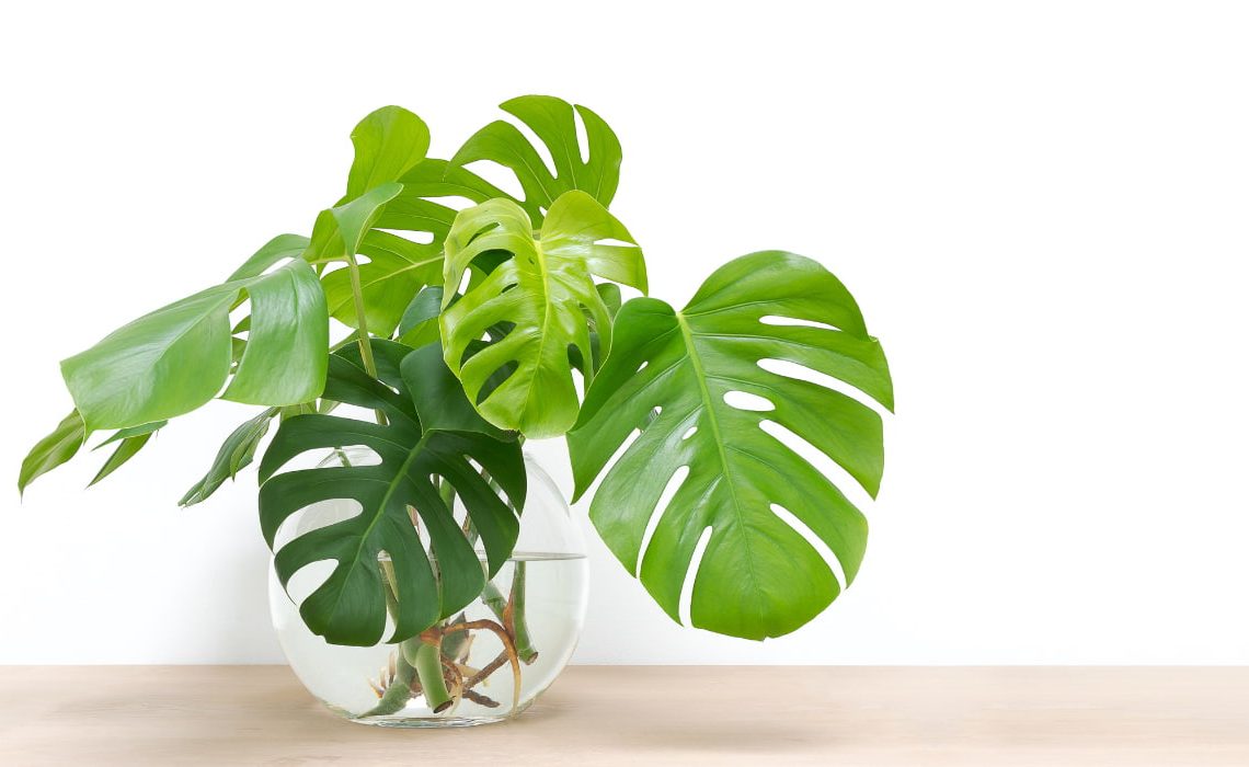 Esqueje monstera: cómo propagar con éxito