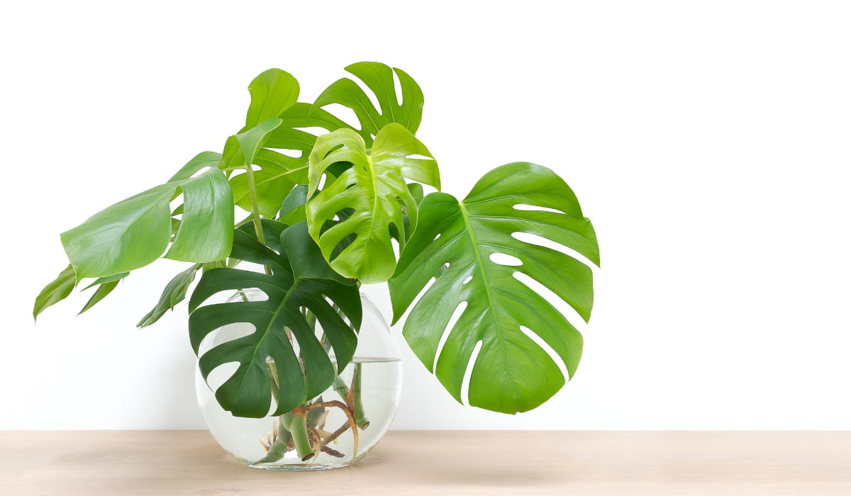 Esqueje monstera: cómo propagar con éxito