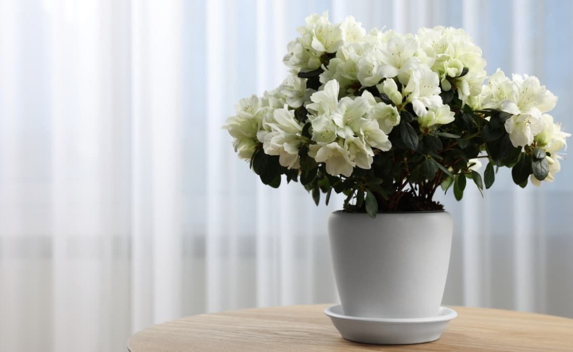 ¿Qué son las plantas vivaces? Descúbrelas todas