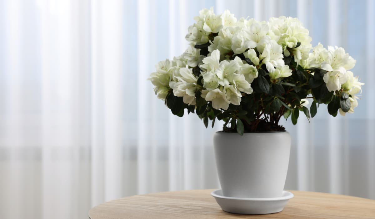 ¿Qué son las plantas vivaces? Descúbrelas todas