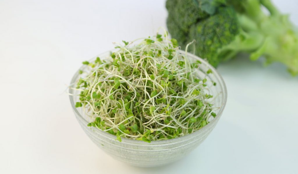 germinados caseros. Hacer brotes de brócoli
