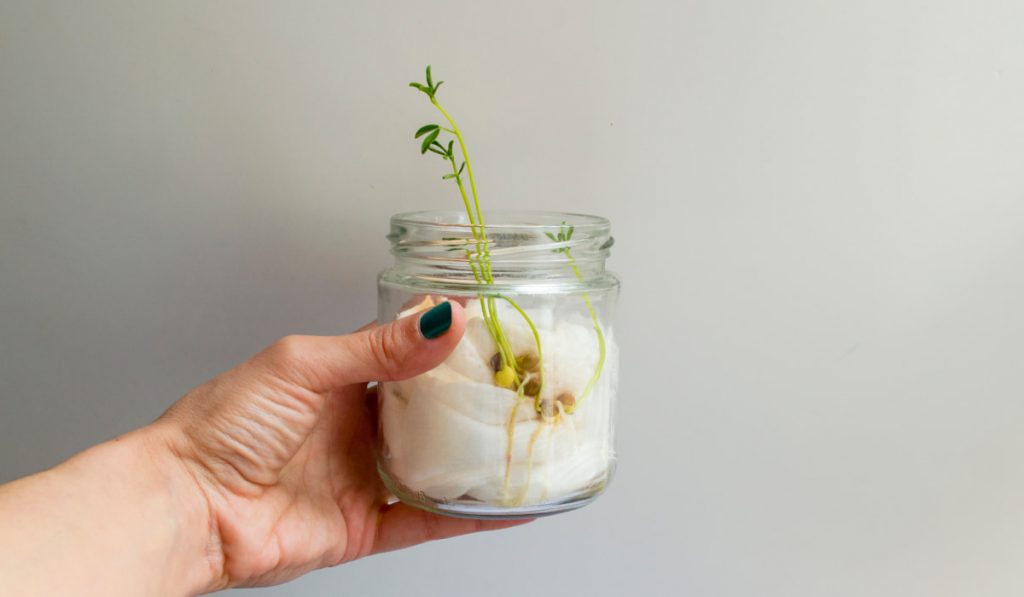los brotes de lentejas son una opción ideal para germinar
