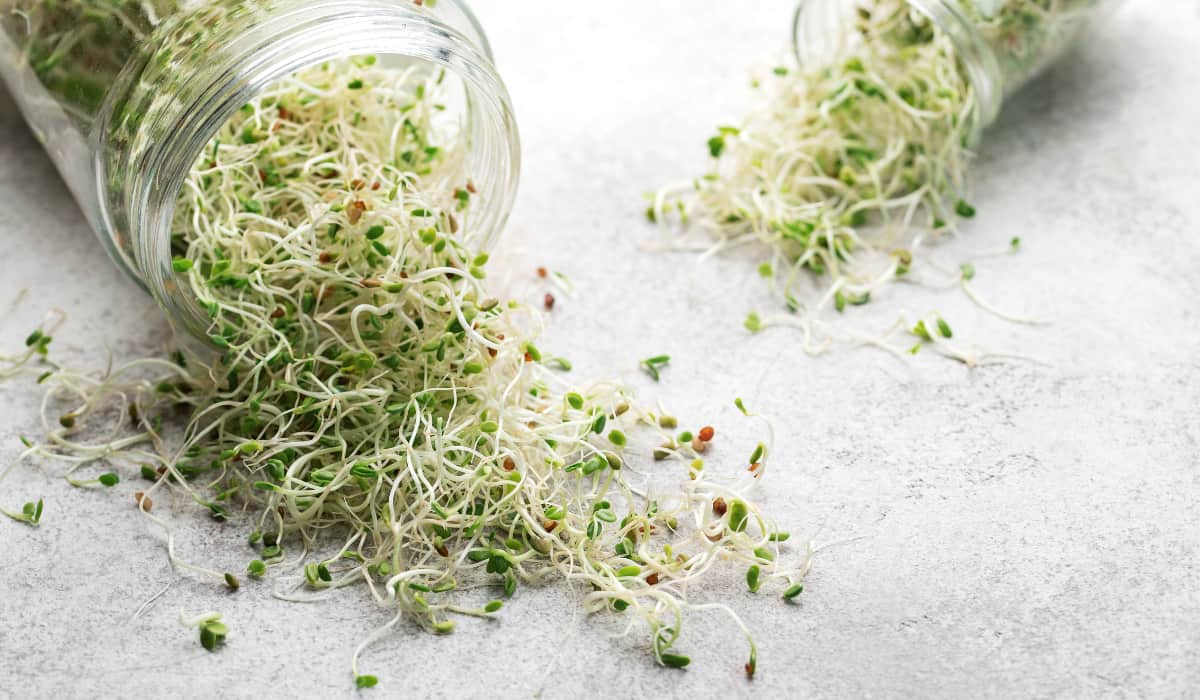 Guía: Cómo hacer germinados en casa