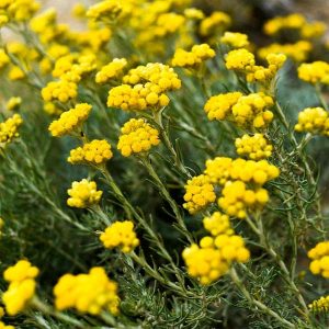 El curry elegida por ser una de las plantas vivaces