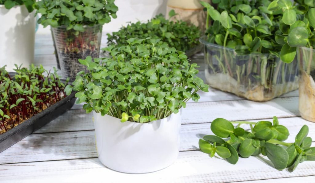 Errores comunes al hacer germinados