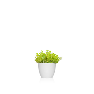 cuidar plantas vivaces como el tomillo