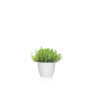 plantas vivaces de sol