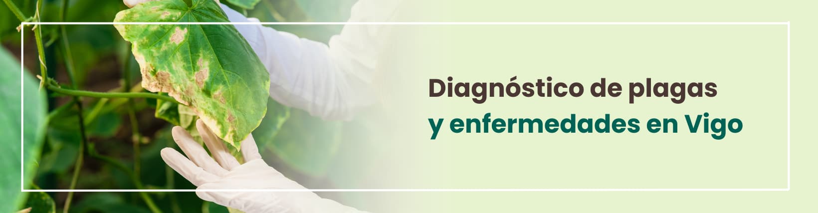 Diagnóstico de plagas para tu palmera coco nucífera