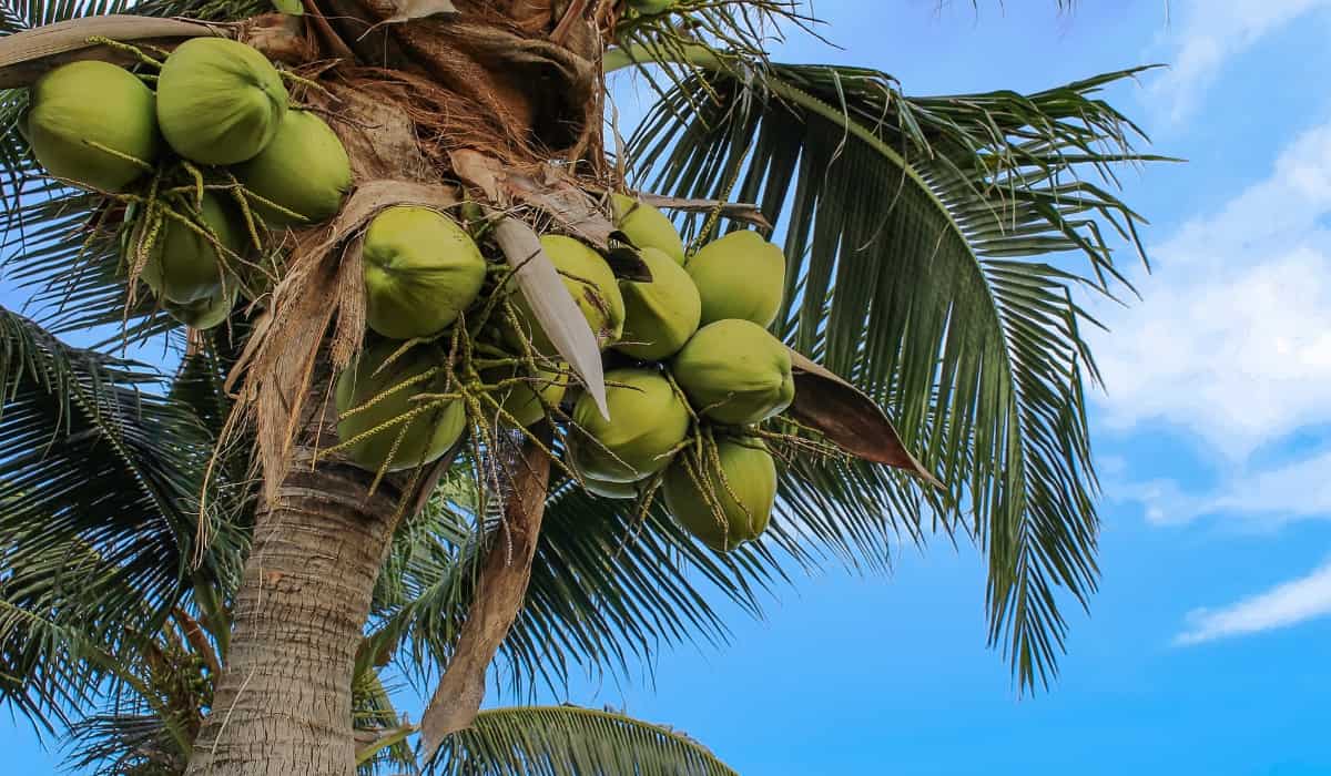 Los secretos para el cuidado del coco nucifera
