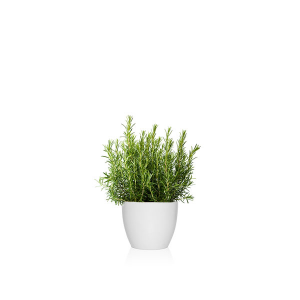 Romero planta comestible, flor comestible