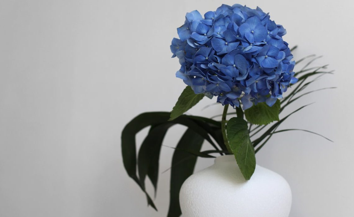 Cuidados de las hortensias