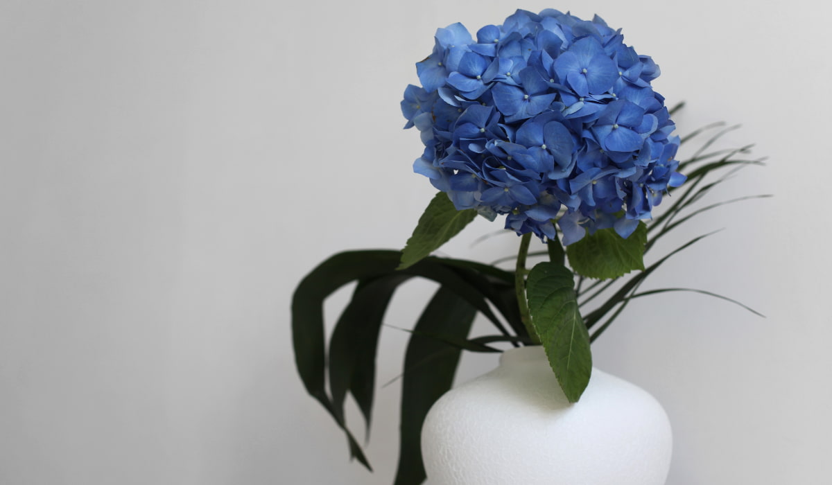 Cuidados de las hortensias