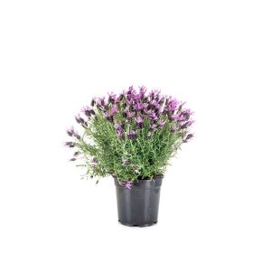 La planta lavanda una de las elegidas para repeler moscas y mosquitos