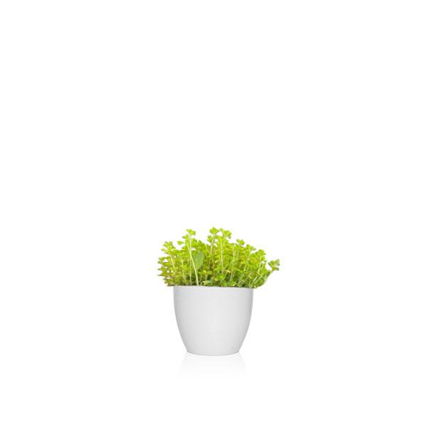 tomillo limon gran planta para moscas