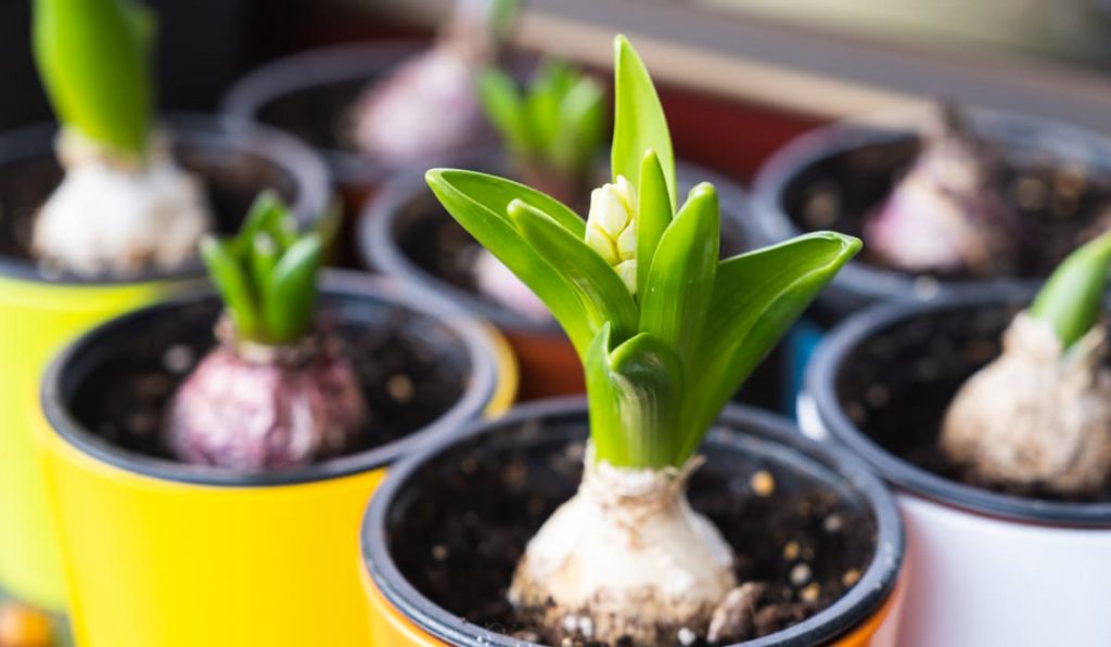 Qué son los bulbos y por qué plantarlos en otoño