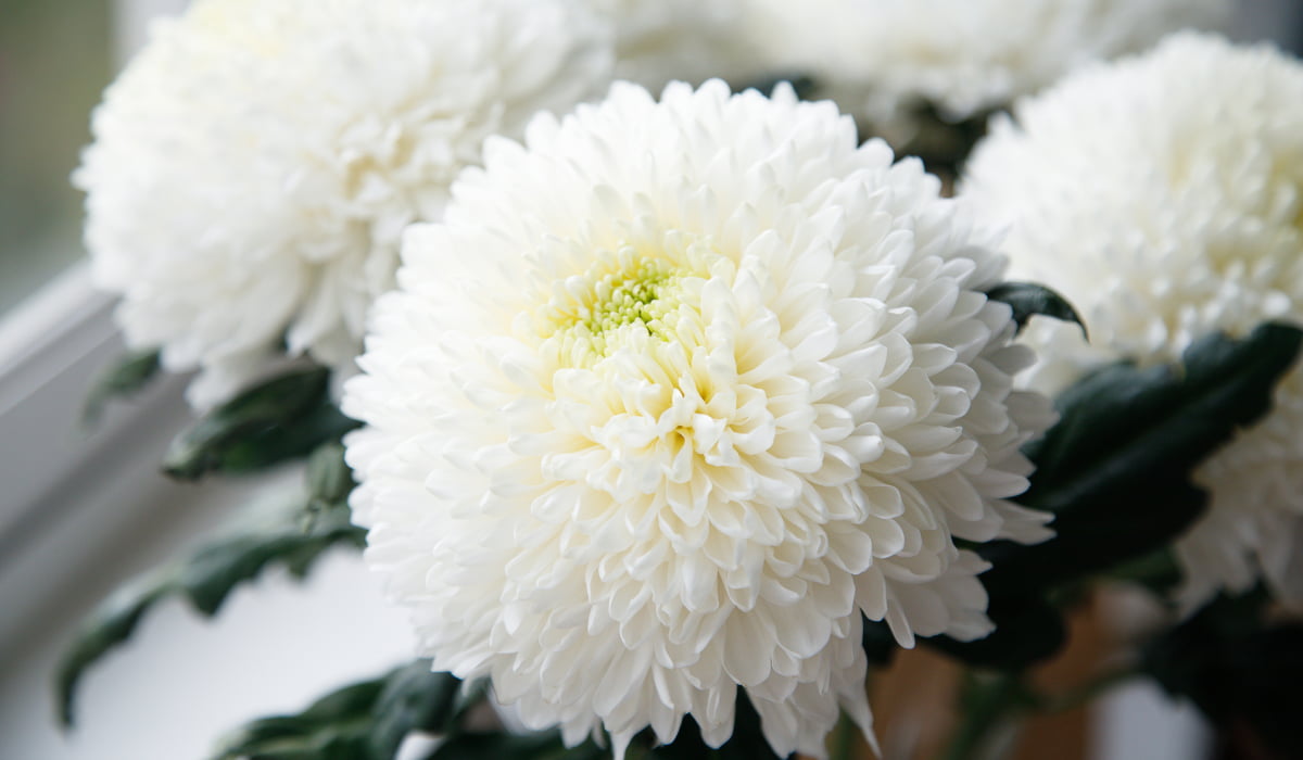 Crisantemo y significado espiritual