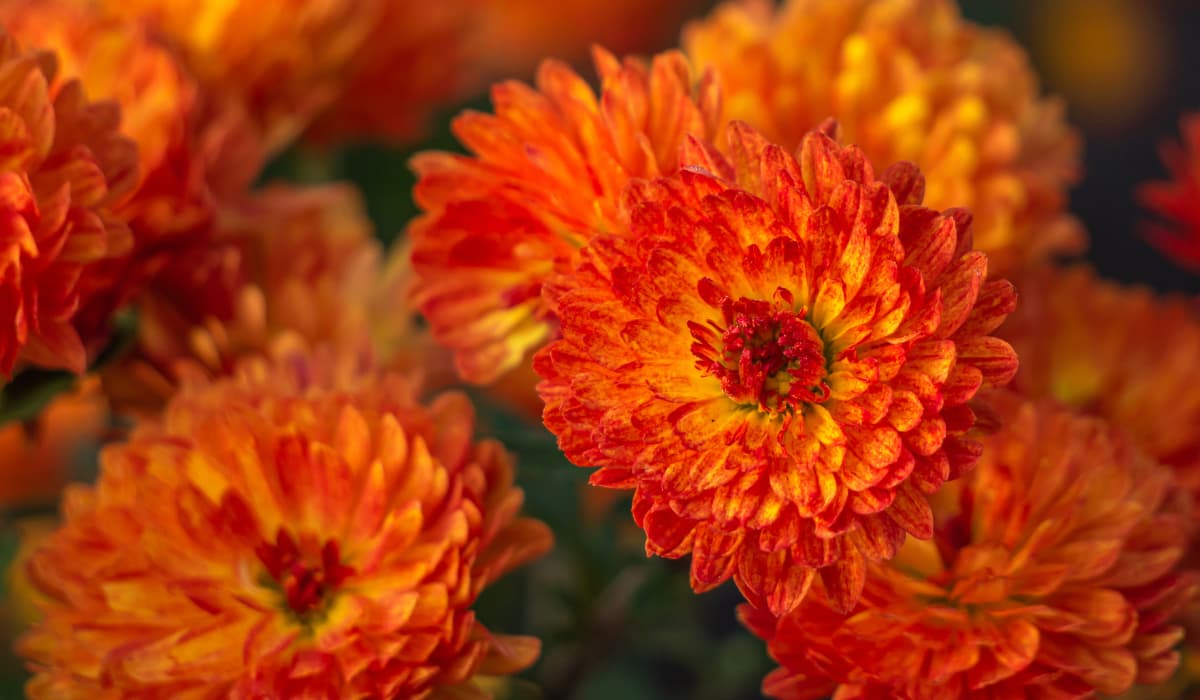 Significado de los crisantemos naranjas
