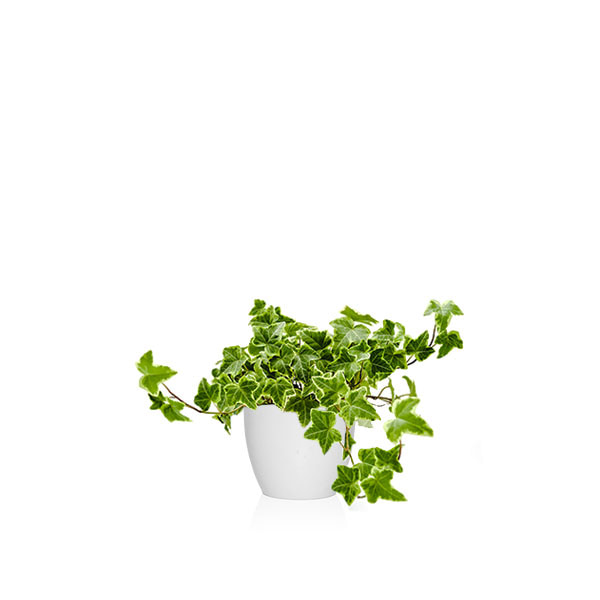 La planta elegida para este otoño-invierno