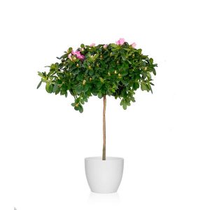 planta que va bien con los suelos ácidos