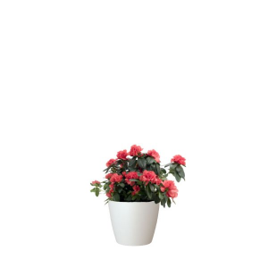 una planta para suelo ácido