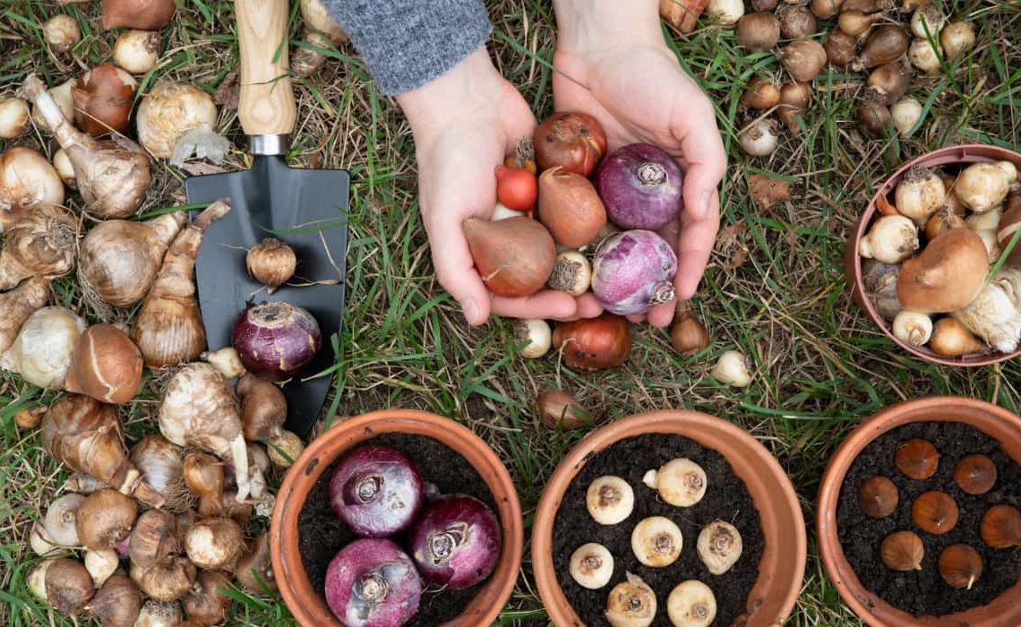 5 bulbos que plantar en otoño (y todos los trucos)