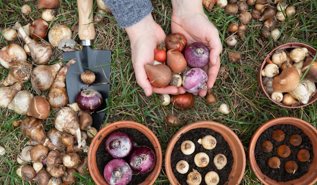 5 bulbos que plantar en otoño (y todos los trucos)
