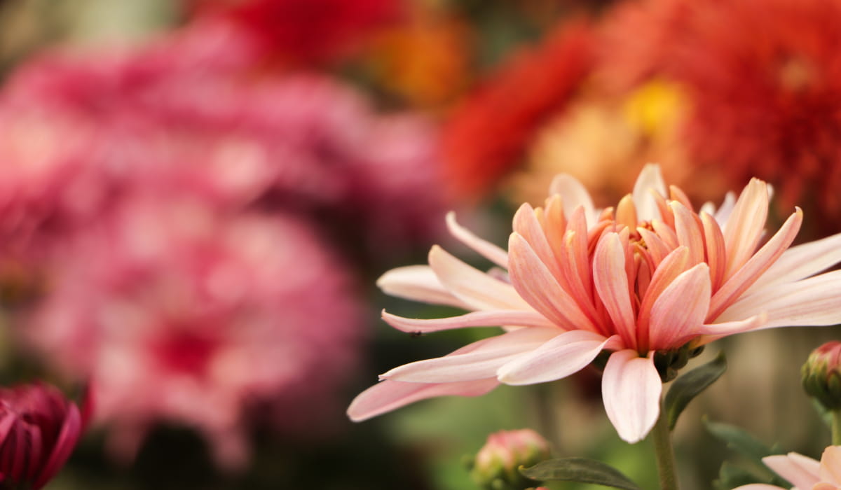 Las plantas con flores en temporada de otoño