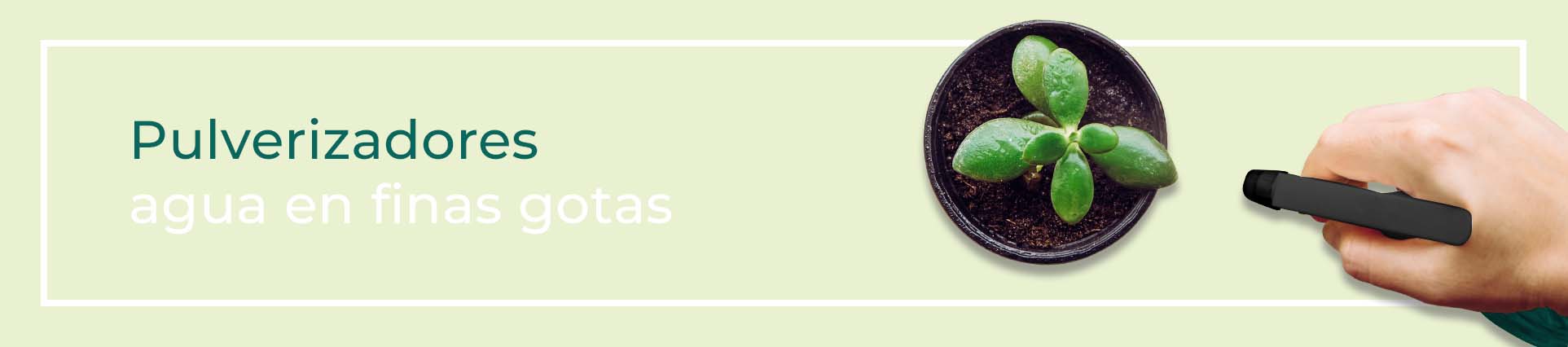 pulverizacion de flores de estación otoño-invierno