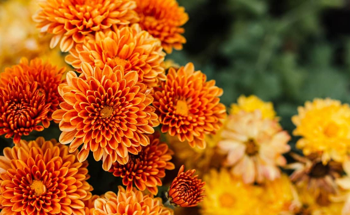 Significado de los crisantemos