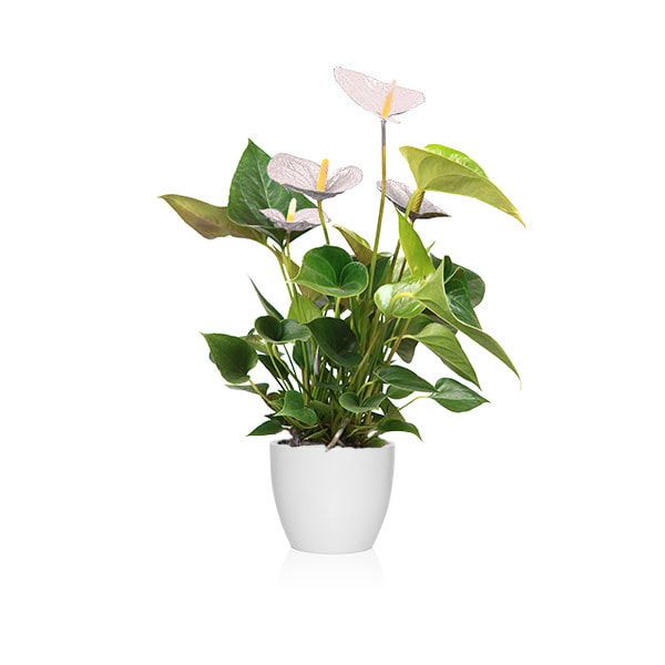 Sustrato adecuado para anturio