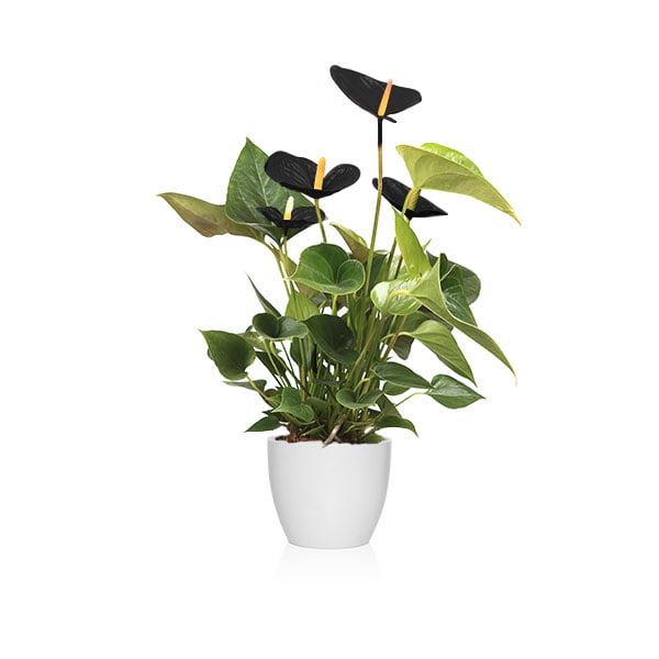 Sustrato adecuado para planta anturio