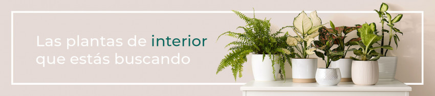 cuales son las plantas de interior que soportan la calefacción