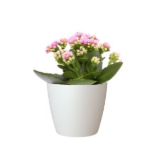 Entender cómo cuidar un ramo de rosas