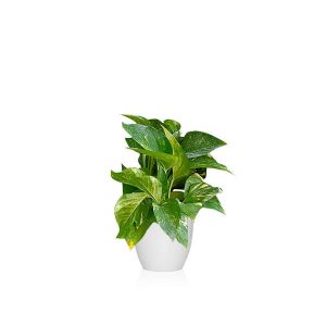 plantas para calefacción